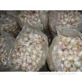 New Crop Fresh Garlic Of Loose Packing